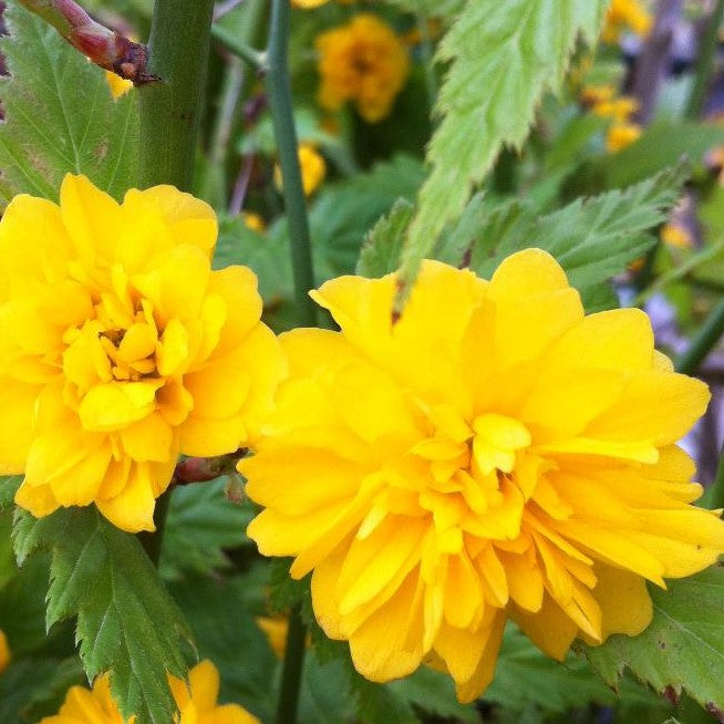 KERRIA JAPONICA PLENIFLORA / DOUBLE FLOWERED KERRIA