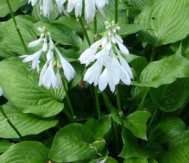 HOSTA ROYAL STANDARD / PLANTAIN LILY