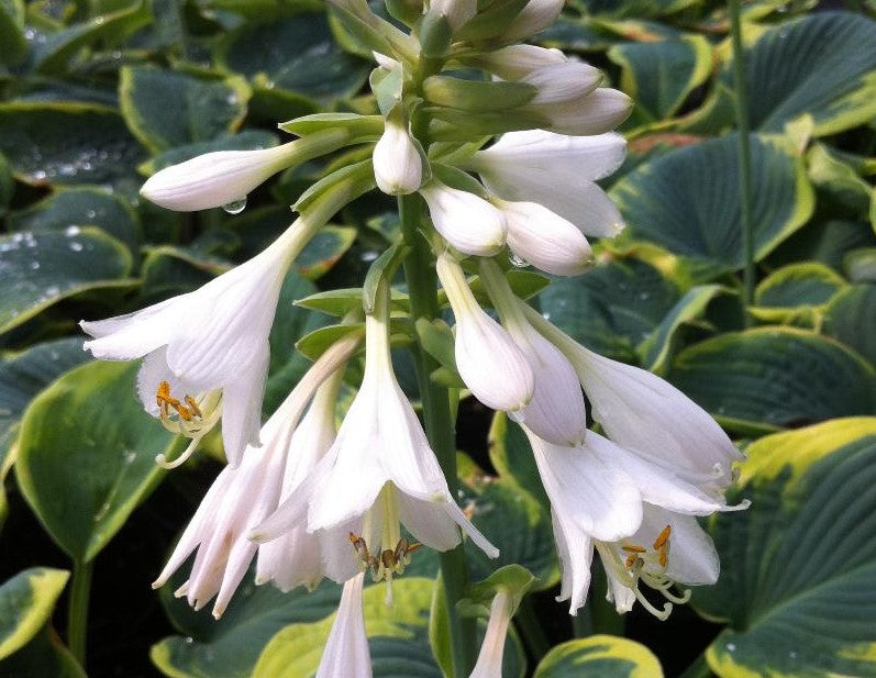 HOSTA FRANCES WILLIAMS / PLANTAIN LILY