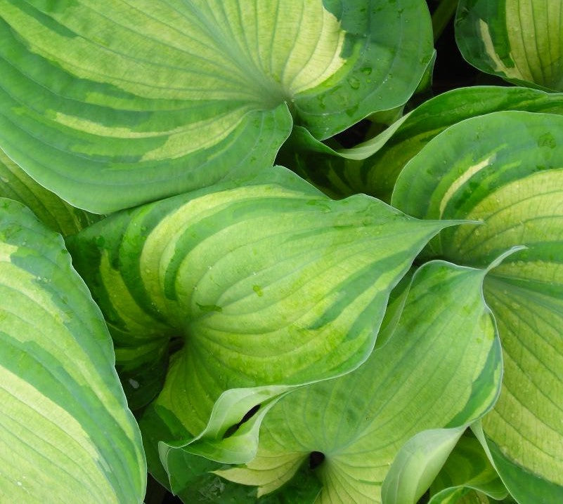 HOSTA GUARDIAN ANGEL / PLANTAIN LILY