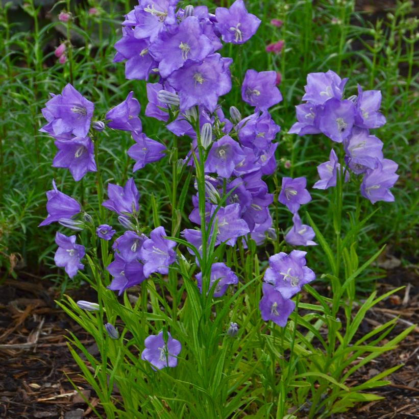 CAMPANULA PERSICIFOLIA TAKION BLUE / PEACH-LEAVED BELLFLOWER