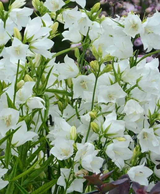 CAMPANULA PERSICIFOLIA TAKION WHITE / PEACH-LEAVED BELLFLOWER