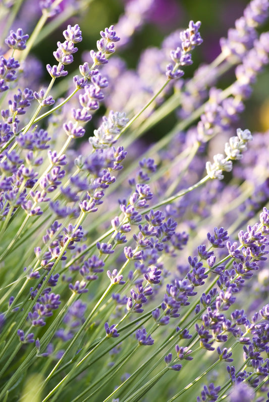 LAVANDULA ANGUSTIFOLIA MUNSTEAD / ENGLISH LAVENDER