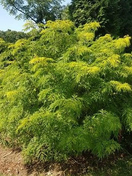 SAMBUCUS RACEMOSA LEMONY LACE™ / LEMONY LACE™ ELDERBERRY