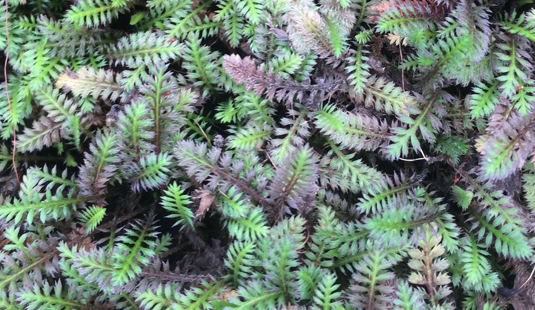 LEPTINELLA SQUALIDA PLATT&