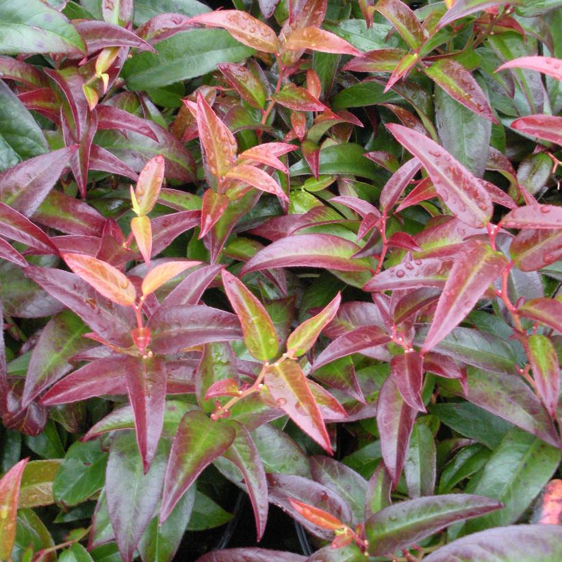 LEUCOTHOE FONTANESIANA RAINBOW / RAINBOW DROOPING LEUCOTHOE