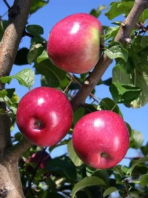 APPLE LIBERTY / LIBERTY APPLE