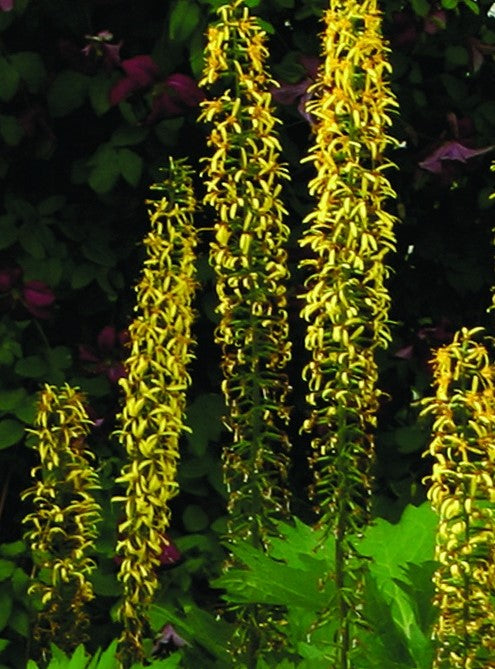 LIGULARIA STENOCEPHALA THE ROCKET / GOLDEN RAY