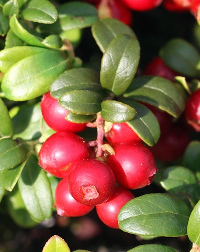 LINGONBERRY RED CANDY / LINGONBERRY