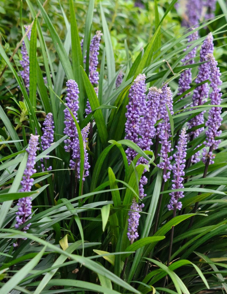 LIRIOPE MUSCARI BIG BLUE / GIANT LILY TURF