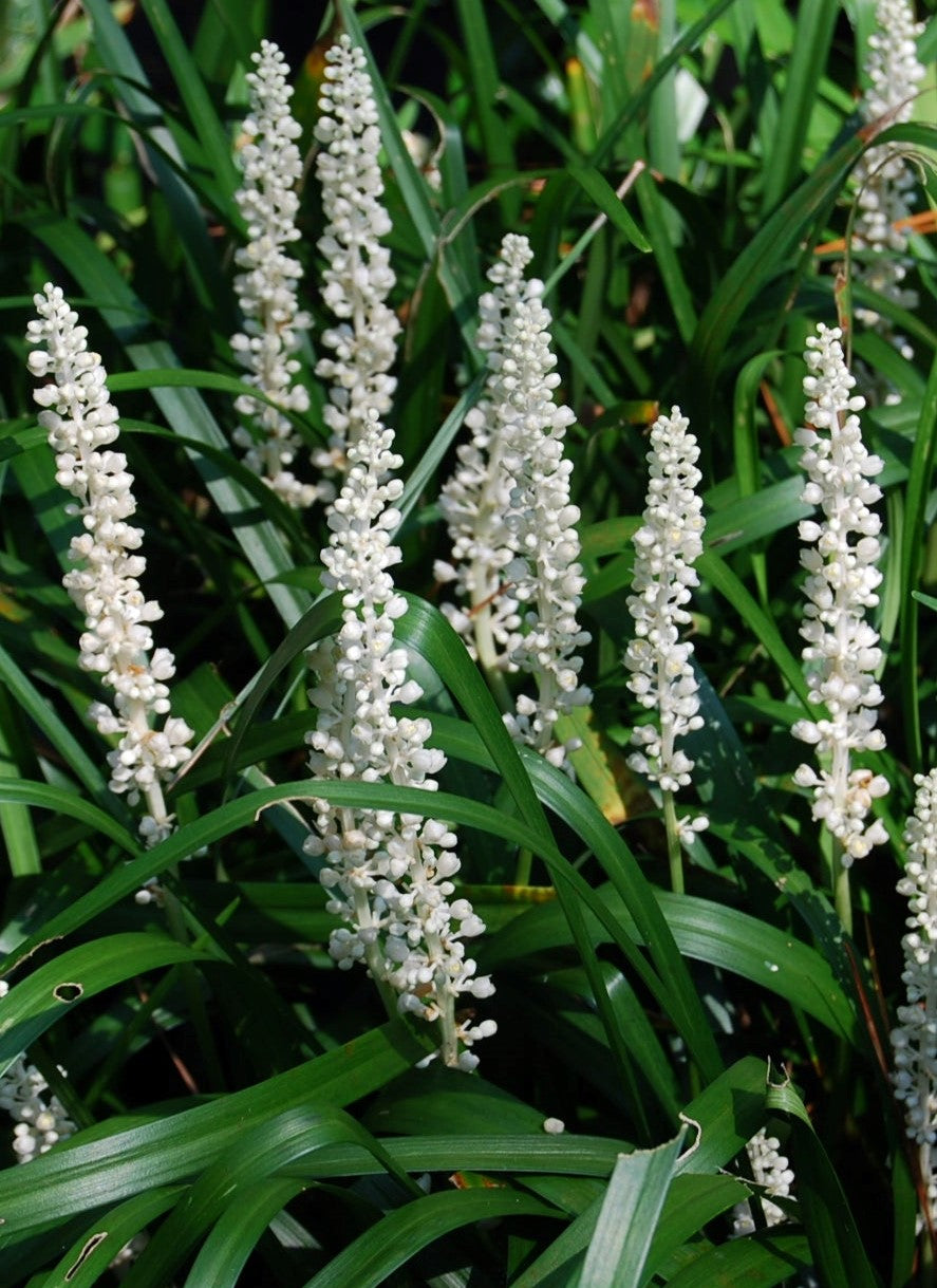 LIRIOPE MUSCARI MONROE&