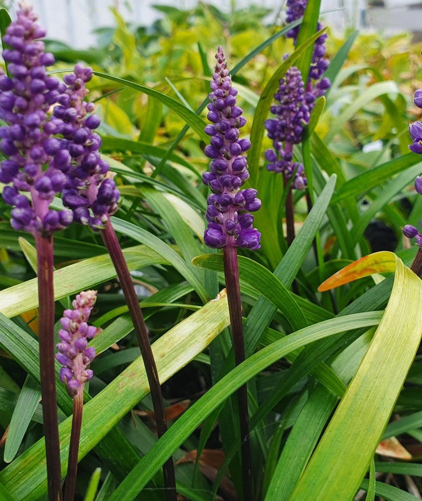 LIRIOPE MUSCARI ROYAL PURPLE / GIANT LILY TURF