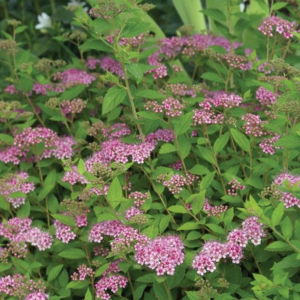 SPIRAEA JAPONICA LITTLE PRINCESS / LITTLE PRINCESS SPIREA
