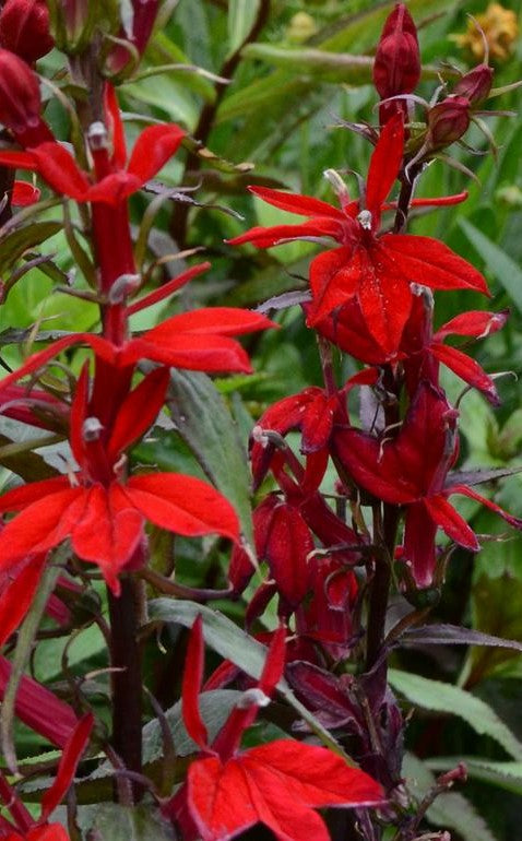 LOBELIA SPECIOSA VULCAN RED / CARDINAL FLOWER
