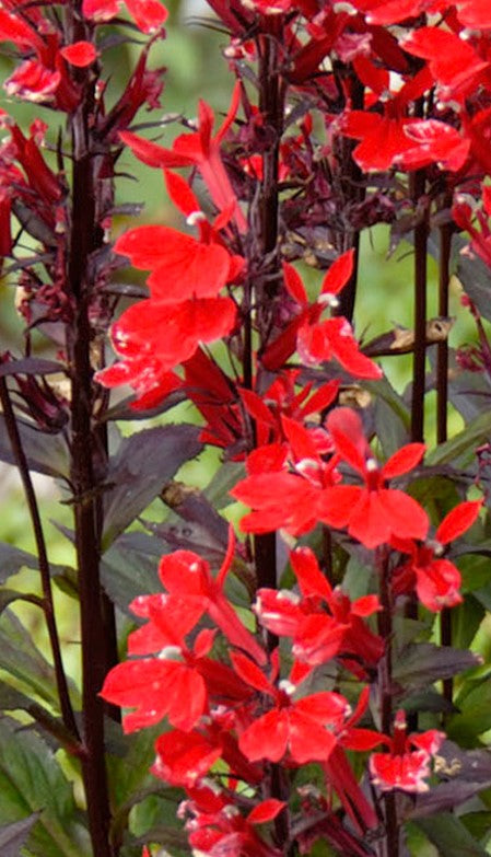 LOBELIA CARDINALIS QUEEN VICTORIA / CARDINAL FLOWER