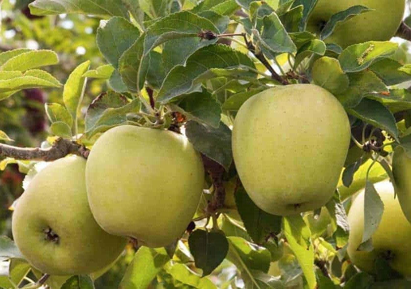 APPLE LODI / LODI APPLE