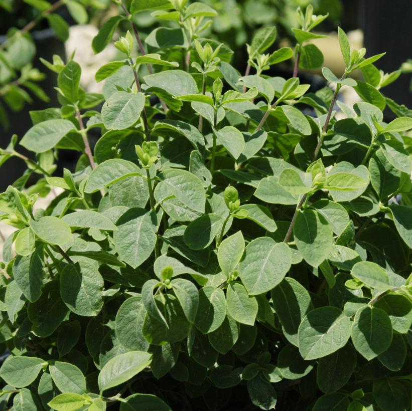LONICERA X XYLOSTEOIDES CLAVEY&