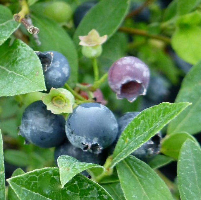 VACCINIUM ANGUSTIFOLIUM / LOWBUSH BLUEBERRY