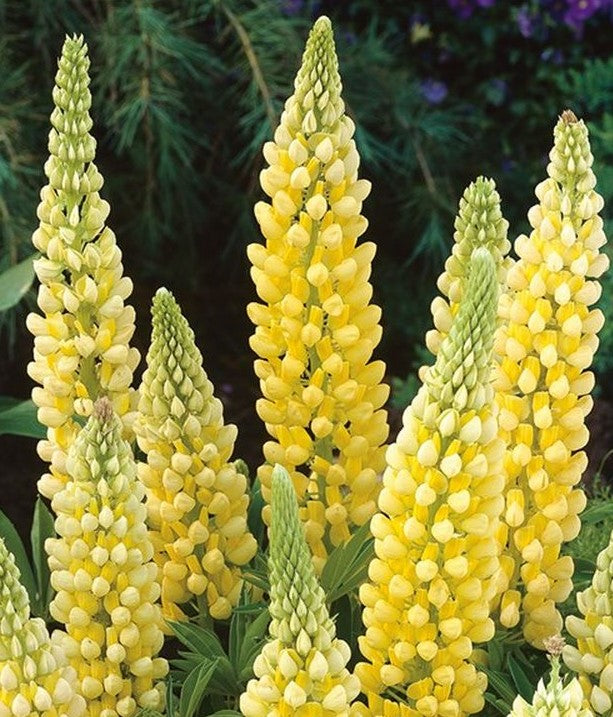 LUPINUS X POPSICLE YELLOW / LUPINE