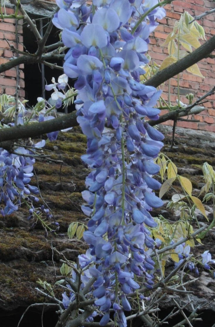 WISTERIA MACROSTACHYA BLUE MOON / AMERICAN WISTERIA