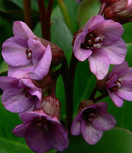 BERGENIA X EROICA / HEARTLEAF BERGENIA