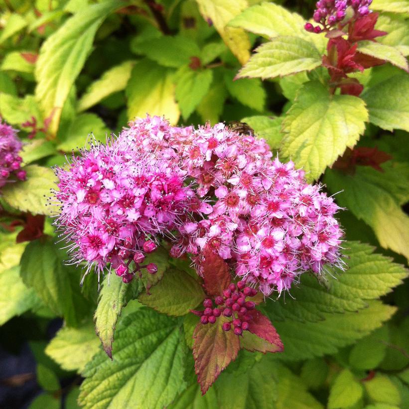 SPIRAEA JAPONICA MAGIC CARPET®  / MAGIC CARPET® SPIREA