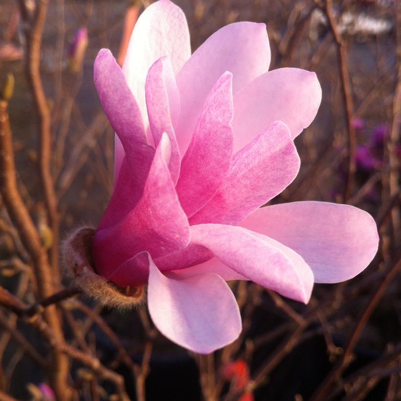 MAGNOLIA X LOEBNERI LEONARD MESSEL / LEONARD MESSEL MAGNOLIA