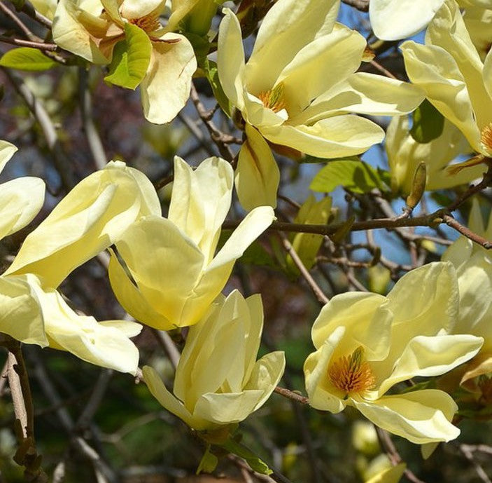 MAGNOLIA X ELIZABETH / ELIZABETH MAGNOLIA
