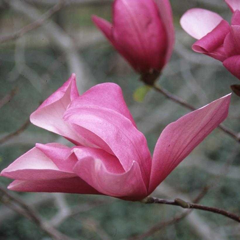 MAGNOLIA X GALAXY / GALAXY MAGNOLIA
