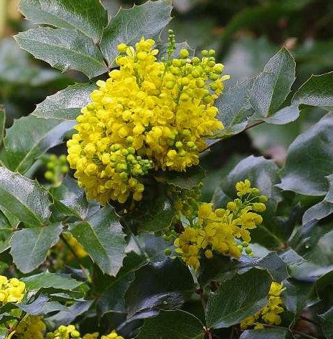 MAHONIA REPENS / CREEPING OREGON GRAPE-HOLLY