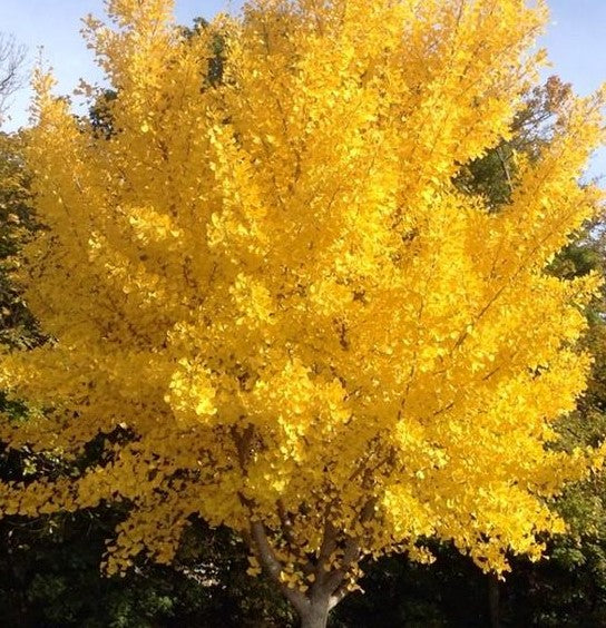 GINKGO BILOBA / MAIDENHAIR TREE