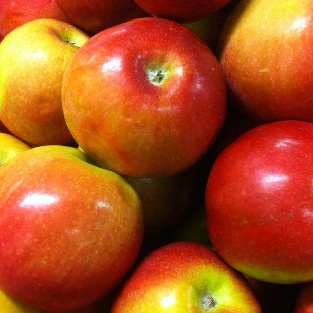 APPLE MCINTOSH / MCINTOSH APPLE