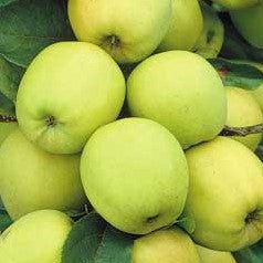 APPLE YELLOW TRANSPARENT / YELLOW TRANSPARENT APPLE