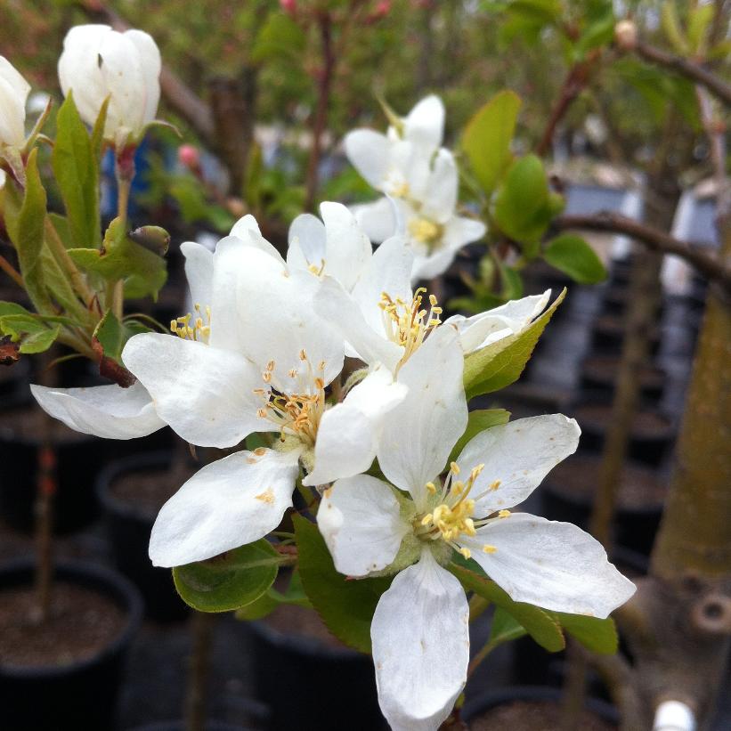 MALUS DOLGO / DOLGO CRABAPPLE