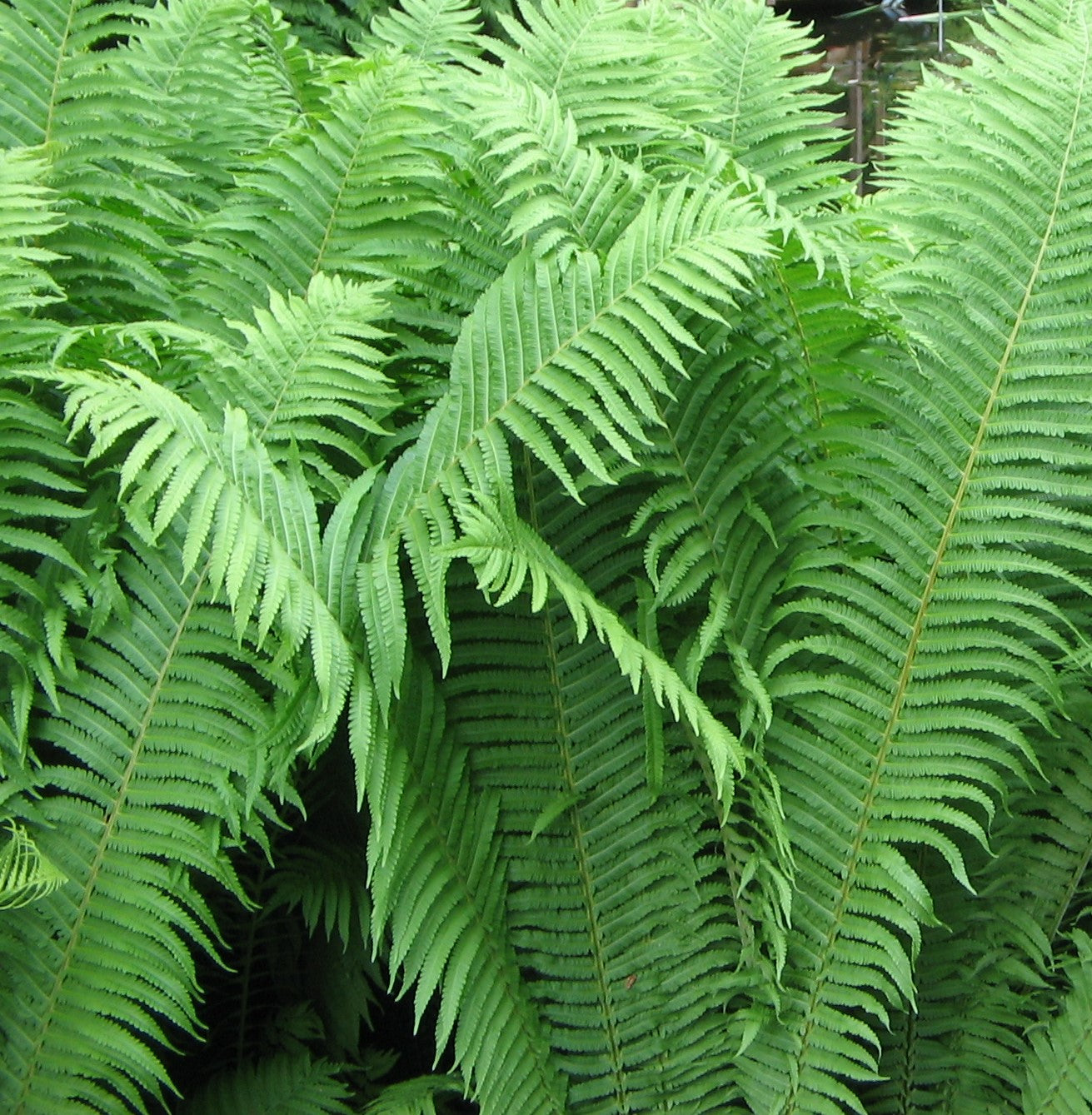 MATTEUCCIA STRUTHIOPTERIS / OSTRICH FERN