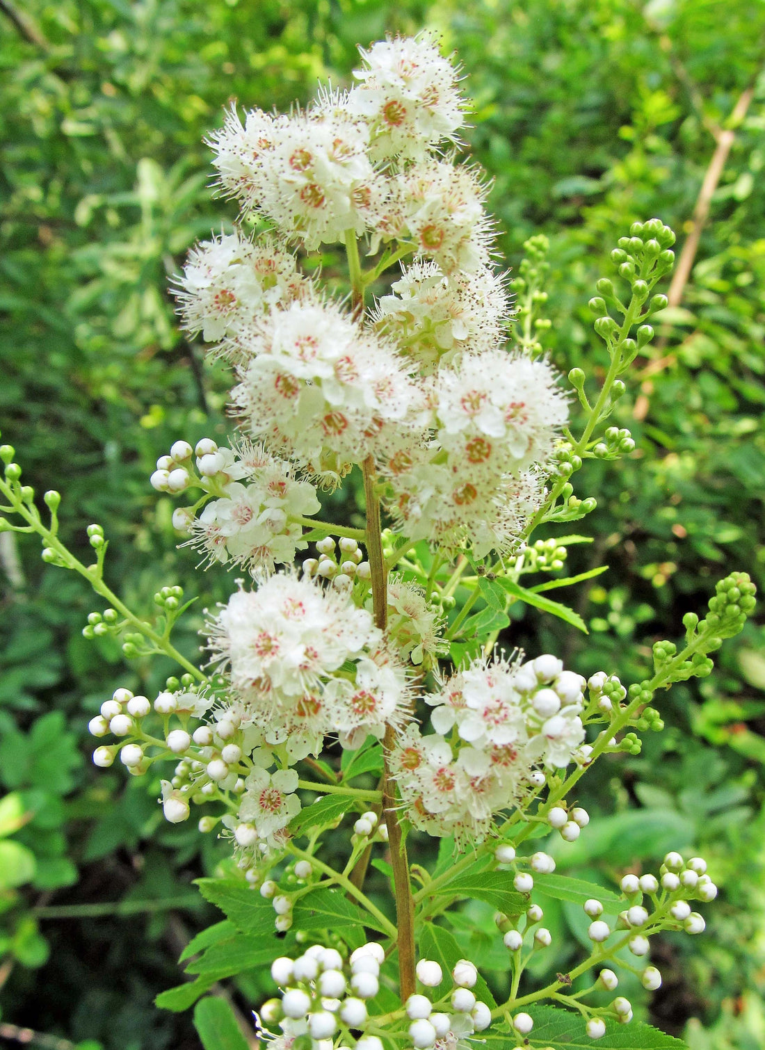 SPIRAEA ALBA / MEADOWSWEET