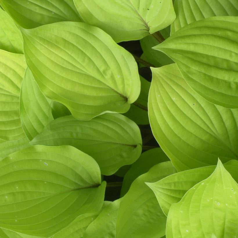 HOSTA FIRE ISLAND / PLANTAIN LILY