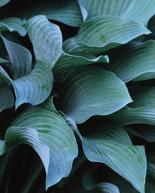 HOSTA LOVE PAT / PLANTAIN LILY