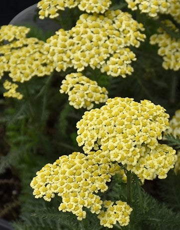ACHILLEA MILLEFOLIUM SUNNY SEDUCTION / YARROW