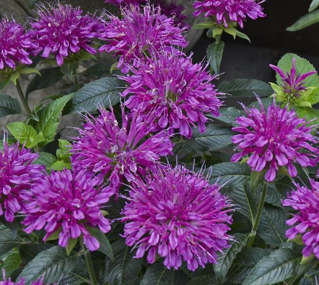 MONARDA DIDYMA PARDON MY PURPLE / BEE BALM
