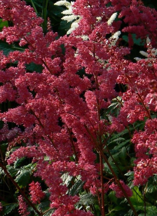 ASTILBE ARENDSII FANAL / FALSE SPIREA