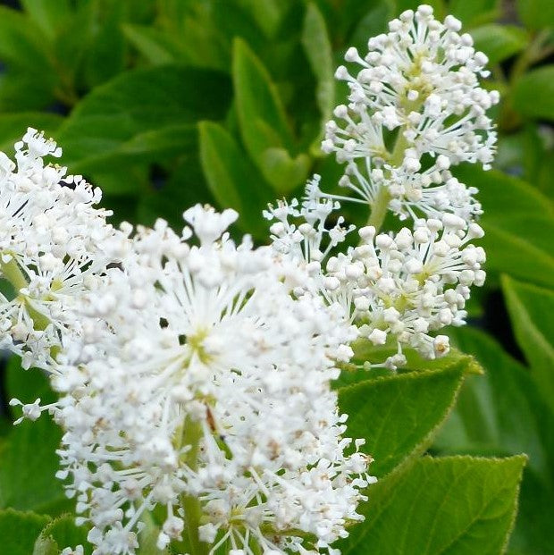 CEANOTHUS AMERICANUS / NEW JERSEY TEA