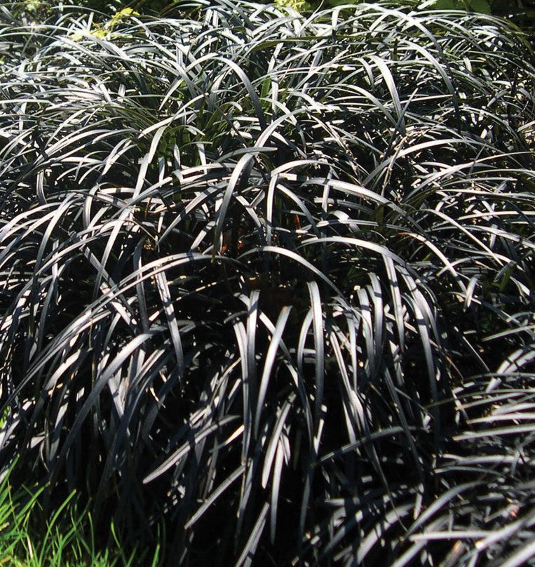 OPHIOPOGON PLANISCAPUS NIGRESCENS / BLACK MONDO GRASS