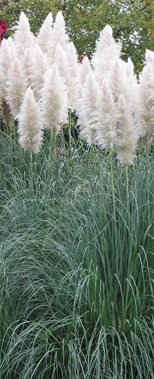 ORTADERIA SELLOANA WHITE FEATHERS / WHITE PAMPAS GRASS