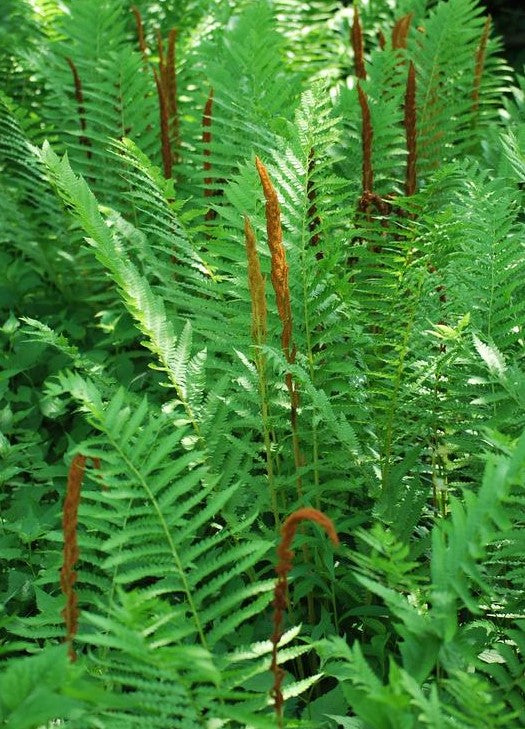 OSMUNDA CINNAMOMEA / CINNAMON FERN
