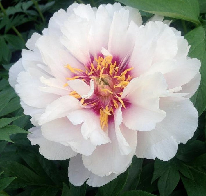 PAEONIA ITOH CORA LOUISE / INTERSECTIONAL PEONY