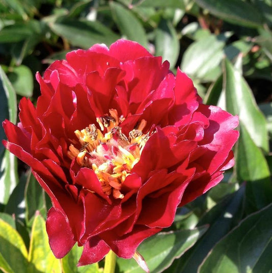 PAEONIA BUCKEYED BELLE / PEONY