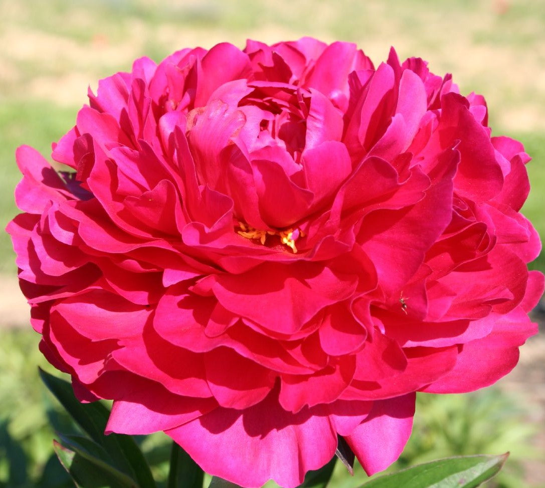 PAEONIA KANSAS / PEONY