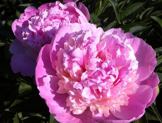 PAEONIA RASPBERRY SUNDAE / PEONY