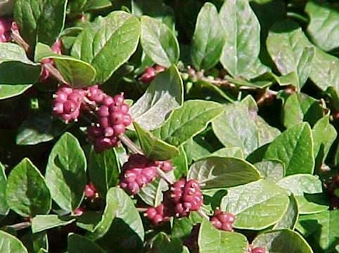 SYMPHORICARPOS ORBICULATUS / CORALBERRY